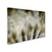 Trademark Fine Art 'Fireworks Nature' Graphic Art on Wrapped Canvas Canvas | 18 H x 24 W x 2 D in | Wayfair 1X01634-C1824GG