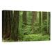 East Urban Home Canada BC Vancouver Island 'Douglas Fir Old Growth Forest' - Photograph Print on Canvas in Green | 12 H x 18 W x 1.5 D in | Wayfair