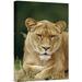 East Urban Home Kenya Masai Mara National Reserve 'African Lion Female Portrait' - Photograph Print on Canvas in Brown/Green | Wayfair