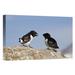 East Urban Home Norway Spitsbergen 'Little Auk Pair' Photographic Print on Wrapped Canvas in White | 24 H x 36 W x 1.5 D in | Wayfair