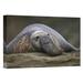 East Urban Home Northern Elephant Seal Bull - Photograph Print on Canvas in Gray | 21.3 H x 30 W x 1.5 D in | Wayfair NNAI2177 39913019