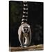 East Urban Home Near Andringitra Mountains Madagascar 'Ring-Tailed Lemur' - Photograph Print on Canvas in Black/Gray/Green | Wayfair