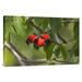 East Urban Home India 'Fruits of A Tropical Tree' - Photograph Print on Canvas in Green | 16 H x 24 W x 1.5 D in | Wayfair NNAI5878 39916725