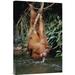 East Urban Home Sumatra Gunung Leuser NP 'Orangutan Drinking From River' - Photograph Print on Canvas in Brown/Gray/Green | Wayfair