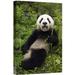 East Urban Home China Wolong Nature Reserve 'Giant Panda Cub Named Xiao Lei Lei' - Photograph Print on Canvas in White | Wayfair NNAI4810 39915655