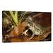 East Urban Home Ecuador Mindo Cloud Forest 'Cane Toad Juvenile' - Photograph Print on Canvas in Brown/Green | 20 H x 30 W x 1.5 D in | Wayfair