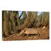 East Urban Home South America Caatinga Habitat 'Yellow Armadillo Walking Beneath A Cactus' - Photograph Print on Canvas in Brown/Green | Wayfair