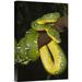 East Urban Home Amazonia 'Emerald Tree Boa Hanging on Tree Branch' - Photograph Print on Canvas in Green | 18 H x 12 W x 1.5 D in | Wayfair