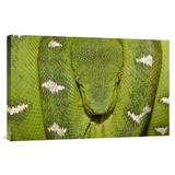 East Urban Home Ecuador Amazon 'Emerald Tree Boa Coiled' - Photograph Print on Canvas in Green | 12 H x 18 W x 1.5 D in | Wayfair NNAI2444 39913286