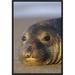 East Urban Home 'Northern Elephant Seal Portrait on Beach' Framed Photographic Print on Canvas in Brown/Gray | 18 H x 12 W x 1.5 D in | Wayfair