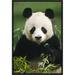 East Urban Home 'Giant Panda Eating Bamboo' Framed Photographic Print on Canvas in Black/Green | 18 H x 12 W x 1.5 D in | Wayfair URBH4355 38221838