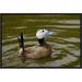 East Urban Home 'White-Headed Duck Male' Framed Photographic Print on Canvas in Brown/Green | 12 H x 18 W x 1.5 D in | Wayfair URBH5146 38224988