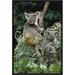 East Urban Home 'Koala Males' Framed Photographic Print on Canvas in Gray/Green | 18 H x 12 W x 1.5 D in | Wayfair URBH4935 38224113