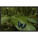 East Urban Home 'Morpho Butterfly Butterfly' Framed Photographic Print on Canvas in Green | 12 H x 18 W x 1.5 D in | Wayfair URBH5158 38225034