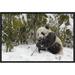 East Urban Home 'Giant Panda Cub Eating Bamboo' Framed Photographic Print on Canvas in Green/White | 12 H x 18 W x 1.5 D in | Wayfair