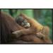 East Urban Home 'Sumatran Orangutan Two & a Half Year Old Baby Sleeping on Mother' Framed Photographic Print on Canvas in Brown/Green | Wayfair