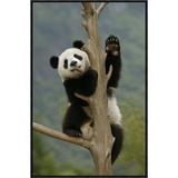 East Urban Home 'Giant Panda Cub Climbing Tree' Framed Photographic Print on Canvas in Brown/Green | 30 H x 20 W x 1.5 D in | Wayfair