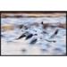 East Urban Home 'Snow Goose Flock Flying Over Wetland' Framed Photographic Print on Canvas Canvas | 20 H x 30 W x 1.5 D in | Wayfair