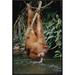 East Urban Home 'Orangutan Drinking from River' Framed Photographic Print on Canvas in Brown/Green | 30 H x 20 W x 1.5 D in | Wayfair