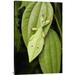 East Urban Home 'Walking Stick Juvenile Camouflaged on Leaf' Photographic Print on Canvas in White | 36 H x 1.5 D in | Wayfair URBH8694 38408028