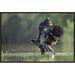East Urban Home 'Bald Eagle Juvenile Bathing' Framed Photographic Print on Canvas in Black/Green | 16 H x 24 W x 1.5 D in | Wayfair