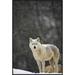 East Urban Home 'Timber Wolf Female' Framed Photographic Print on Canvas in White | 36 H x 24 W x 1.5 D in | Wayfair URBH5384 38225923