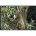 East Urban Home 'Koala Male' Framed Photographic Print on Canvas in Brown/Green | 16 H x 24 W x 1.5 D in | Wayfair URBH5524 38226480