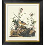 Global Gallery Yellow-Winged Sparrow by John James Audubon - Picture Frame Graphic Art Print on Canvas Canvas, in Black | Wayfair GCF-198194-16-190