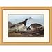 Global Gallery Barnacle Goose by John James Audubon Framed Painting Print Metal | 23.86 H x 32 W x 1.5 D in | Wayfair DPF-197961-22-102