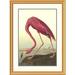 Global Gallery American Flamingo by John James Audubon Framed Painting Print Metal | 40 H x 30 W x 1.5 D in | Wayfair DPF-197766-2030-102