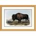 Global Gallery American Bison or Buffalo by John James Audubon Framed Painting Print Metal | 28.84 H x 40 W x 1.5 D in | Wayfair DPF-276579-30-102