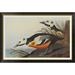 Global Gallery Western Duck by John James Audubon - Picture Frame Print on Canvas Canvas, Cotton in Gray | 31.2 H x 46 W x 1.5 D in | Wayfair