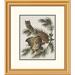 Global Gallery Little Screech Owl or Mottled Owl by John James Audubon Framed Painting Print Paper in Green | 24 H x 21 W x 1.5 D in | Wayfair