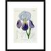 Global Gallery Bearded Iris by H.G.L. Reichenbach Framed Painting Print Paper | 22 H x 16.9 W x 1.5 D in | Wayfair DPF-267097-16-266