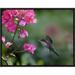 Global Gallery Magnificent Hummingbird Female Feeding at Flower, Costa Rica by Tim Fitzharris Framed Photographic Print on Canvas | Wayfair