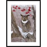 Global Gallery Great Horned Owl in Winter, Howell Nature Center, Michigan by Steve Gettle - Picture Frame Photograph Print on in White | Wayfair