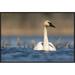 Global Gallery Trumpeter Swan Swimming, Seney National Wildlife Refuge, Michigan by Steve Gettle Framed Photographic Print on Canvas | Wayfair