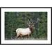 Global Gallery Elk or Wapiti Portrait, North America by Tim Fitzharris - Picture Frame Photograph Print on in Green | Wayfair DPF-396159-2436-266