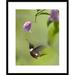 Global Gallery Throated star Hummingbird Hovering Near Bougainvillea Flower, Ecuador by Tim Fitzharris Framed Photographic Print Paper | Wayfair