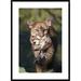 Global Gallery Mountain Lion Mother Carrying Cub in Her Mouth, North America by Tim Fitzharris Framed Photographic Print Paper in White | Wayfair