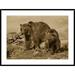 Global Gallery Grizzly Bear Mother w/ a One Year Old Cub, North America by Tim Fitzharris - Picture Frame Photograph Print on in Brown | Wayfair