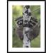 Global Gallery Raccoon Two Babies Climbing Tree, North America by Tim Fitzharris Framed Photographic Print Paper in White | 36 H x 1.5 D in | Wayfair