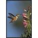 Global Gallery Rufous Hummingbird Feeding on Flowers, New Mexico by Tim Fitzharris Framed Photographic Print on Canvas | Wayfair