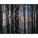 Global Gallery Western Red Cedar Trees, Oliphant Lake, British Columbia, Canada by Tim Fitzharris Framed Photographic Print on Canvas Paper | Wayfair