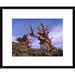 Global Gallery Foxtail Pine Ancient Trees at Schulman Grove, White Mountains, Inyo National Forest | 18 H x 1.5 D in | Wayfair DPF-397131-1216-266