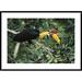Global Gallery Sulawesi Knobbed Hornbill in Fruiting Fig Tree, Sulawesi, Indonesia by Mark Jones Framed Photographic Print Paper in Green | Wayfair