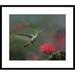 Global Gallery Rufous-Tailed Hummingbird at Fairy Duster Flower, Costa Rica by Tim Fitzharris Framed Photographic Print Paper in Green | Wayfair