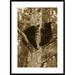 Global Gallery Bear Two Cubs in Tree, Orr, Minnesota by Matthias Breiter Framed Photographic Print Paper in White | 36 H x 1.5 D in | Wayfair