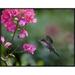 Global Gallery Magnificent Hummingbird Female Feeding at Flower, Costa Rica by Tim Fitzharris Framed Photographic Print on Canvas | Wayfair