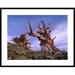 Global Gallery Foxtail Pine Ancient Trees at Schulman Grove, White Mountains, Inyo National Forest | 30 H x 1.5 D in | Wayfair DPF-397131-2432-266